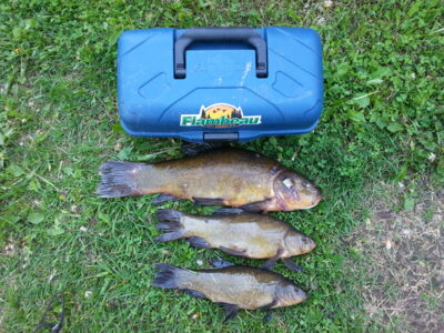 Tench ×3 — Pikeliškiai