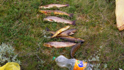 Ocean Trout ×8 — Norway Lake