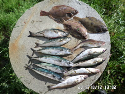 Mackerel