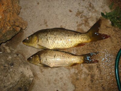 Carp, 2.6 kg