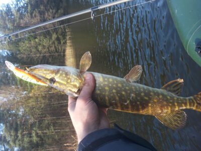 Northern Pike, 0.8 kg — Kryžiškių
