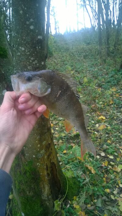 Eurasian perch, 0.4 kg — Vėžaičių