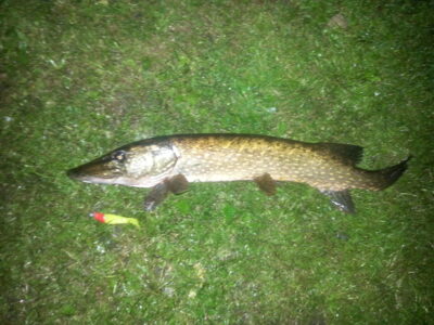 Northern Pike, 2.2 kg — Pikeliškiai