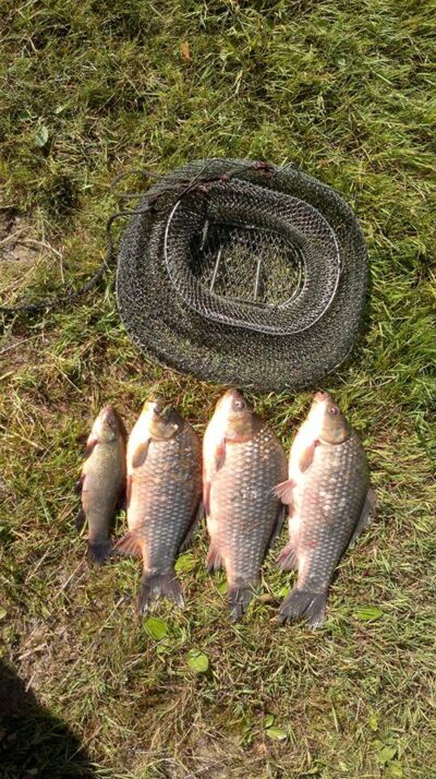 Crucian carp ×3 — Pulimas