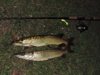 Northern Pike ×2 — Pikeliškiai