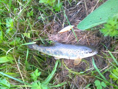 Brown Trout ×10 — La Valmont