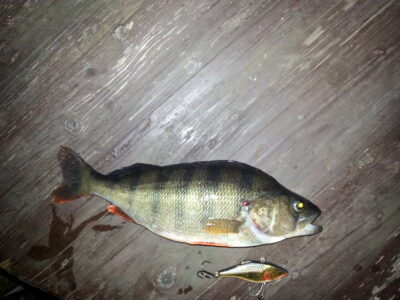 Eurasian perch, 1.2 kg — Pikeliškiai