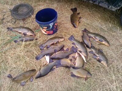 Tench ×15