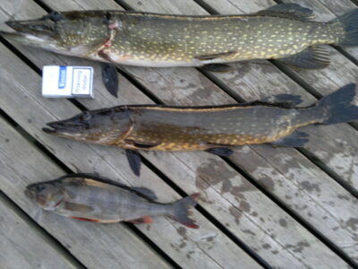 Northern Pike, 1.4 kg