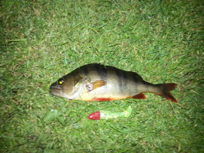 Eurasian perch, 0.9 kg — Pikeliškiai