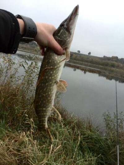 Northern Pike — Neman River
