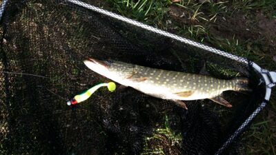 Northern Pike — Sidabravo