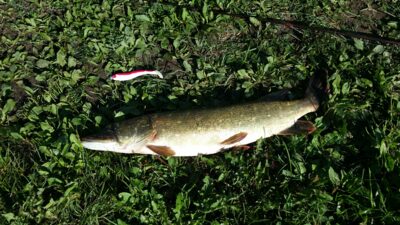 Northern Pike, 1.9 kg — Sidabravo
