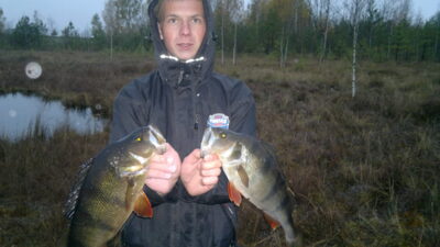Eurasian perch ×2