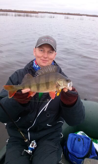 Eurasian perch, 0.8 kg