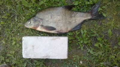 Carp bream — Pikeliškiai