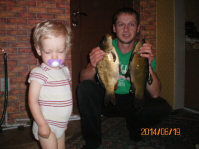 Eurasian perch