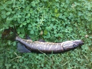 Northern Pike, 0.5 kg — Jūrė