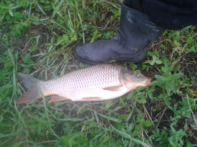 Carp, 1.7 kg — Suvieko
