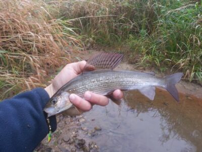 Grayling