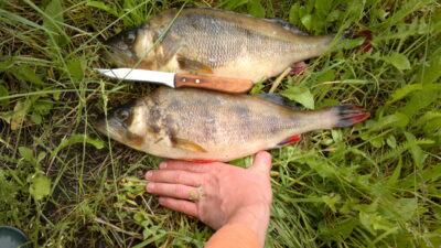 Eurasian perch ×2
