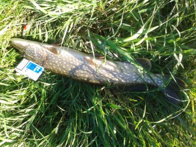Northern Pike, 2.2 kg — Rupkalvė