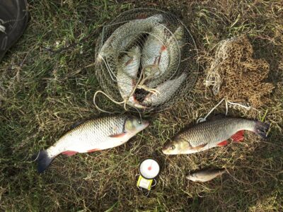 chub ×6 — Neman River