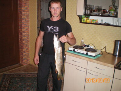 Eurasian perch