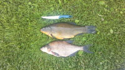 Tench ×2 — Pikeliškiai