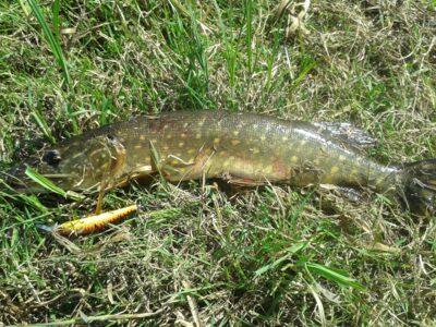 Northern Pike, 1.2 kg — Rupkalvė