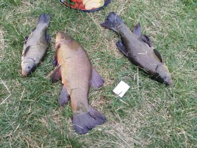 Tench ×3