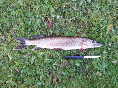 Northern Pike — Pikeliškiai