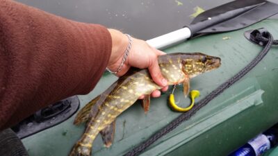 Northern Pike — Sidabravo