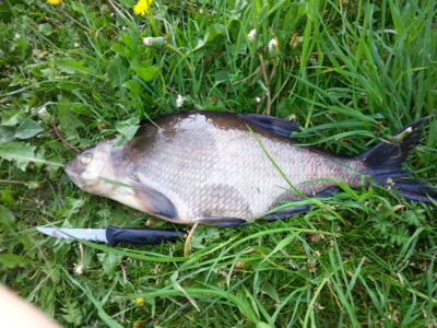 Carp bream, 1.5 kg — Pikeliškiai