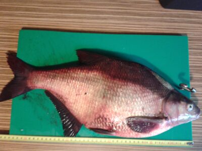 Carp bream, 1.9 kg