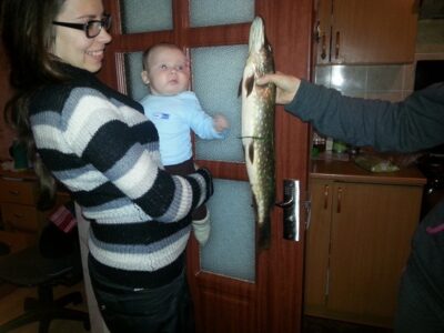 Northern Pike, 2.3 kg