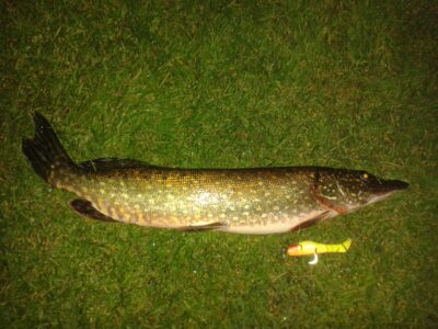 Northern Pike, 2.8 kg — Pikeliškiai