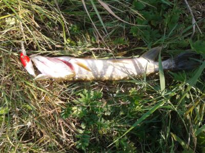 Northern Pike, 0.8 kg — Rupkalvė