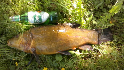 Tench, 2.9 kg — Pikeliškiai