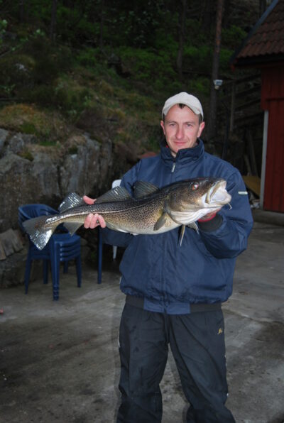 Atlantic cod, 5.0 kg