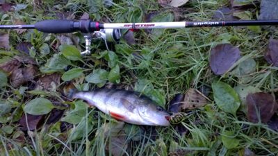 Eurasian perch