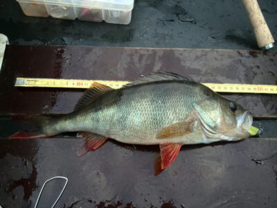 Eurasian perch, 0.7 kg — Nikajis