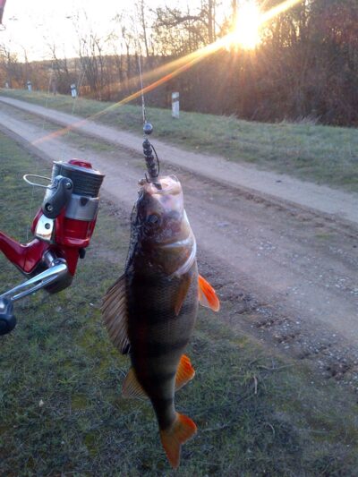 Eurasian perch, 1.0 kg