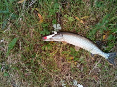 Northern Pike — Neman River