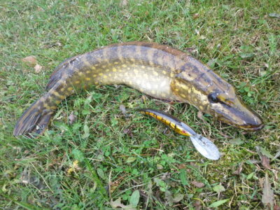 Northern Pike — Pikeliškiai