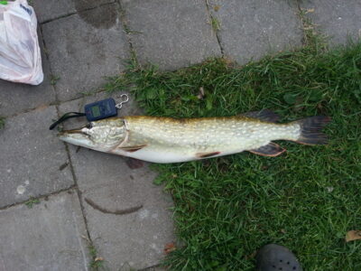 Northern Pike, 2.9 kg — Giedrys