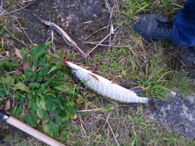 Northern Pike
