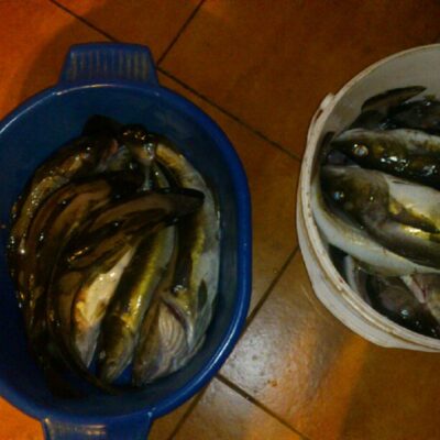 Atlantic cod ×38