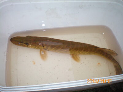 Northern Pike