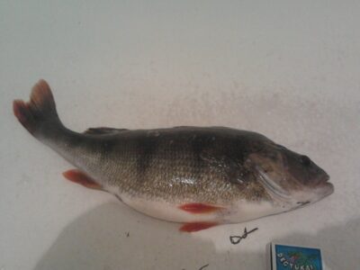Eurasian perch, 0.9 kg — Padvarių